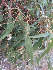 Eucalyptus