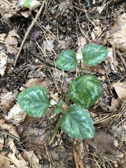 Lamium galeobdolon argentatum