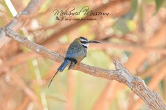 Merops albicollis