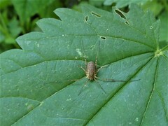 Oligolophus tridens