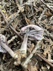 Mycena pura
