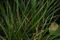 Carex elongata