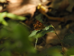 Pararge aegeria
