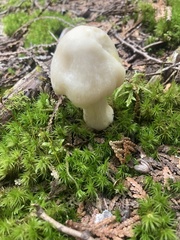 Entoloma strictius