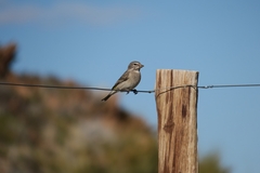 Crithagra albogularis