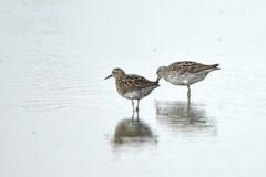 Calidris acuminata