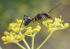 Camponotus cruentatus