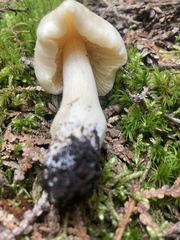 Entoloma strictius