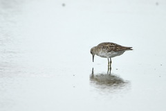 Calidris acuminata