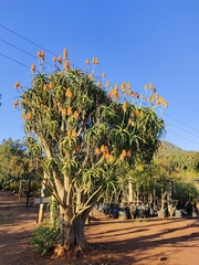 Aloidendron tongaense