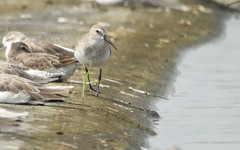 Calidris ferruginea