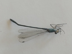 Lestes