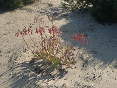 Cotyledon orbiculata