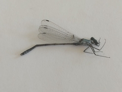 Lestes