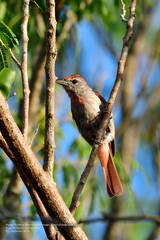 Piranga roseogularis