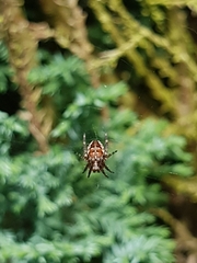 Araneus diadematus