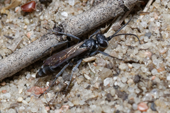 Pompilus cinereus