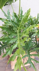 Thaumatophyllum bipinnatifidum