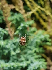 Araneus diadematus