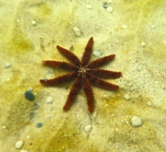 Coscinasterias muricata