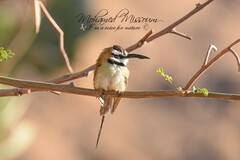 Merops albicollis