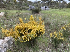 Acacia spinescens