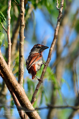 Piranga roseogularis