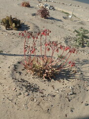 Cotyledon orbiculata