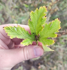 Filipendula stepposa