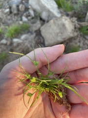 Cyperus brevifolius