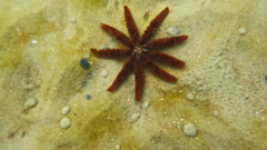Coscinasterias muricata