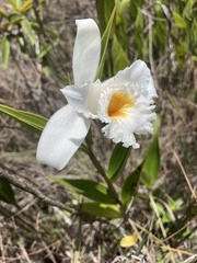 Sobralia