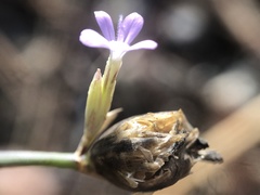 Petrorhagia prolifera
