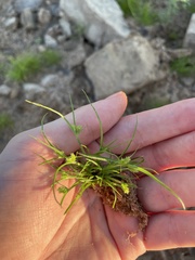 Cyperus brevifolius