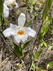 Sobralia