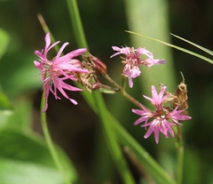 Silene flos-cuculi