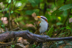 Pomatorhinus schisticeps