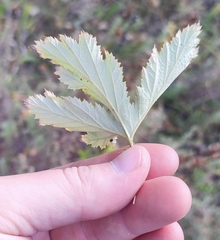 Filipendula stepposa