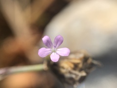 Petrorhagia prolifera