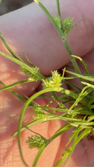 Cyperus brevifolius