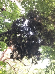 Pinus nigra