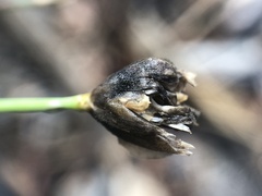 Petrorhagia prolifera