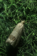 Notocelia uddmanniana