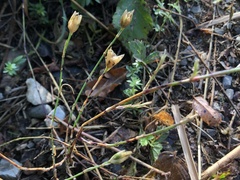 Petrorhagia prolifera