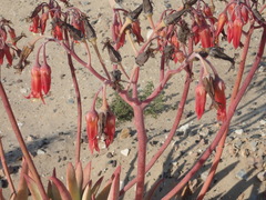 Cotyledon orbiculata