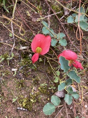 Kennedia prostrata
