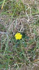 Pilosella officinarum