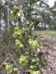 Dodonaea viscosa cuneata