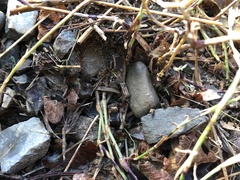 Petrorhagia prolifera