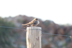 Ptyonoprogne fuligula